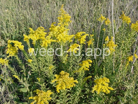 goldenrod, Canada